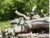 tree trunk